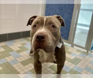 American Pit Bull Terrier Dogs for adoption in Fort Collins, CO, USA