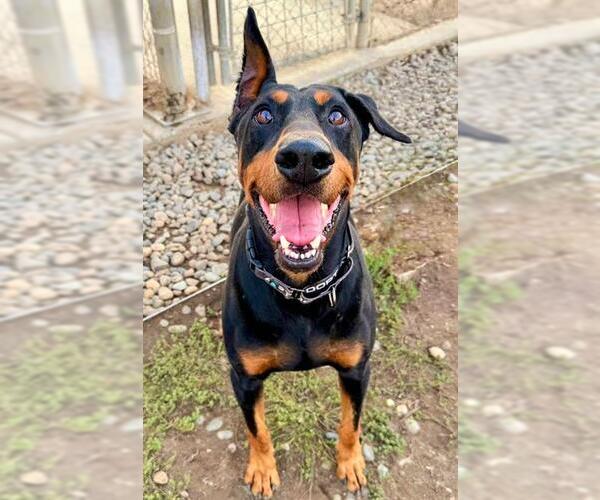 Medium Photo #2 Doberman Pinscher Puppy For Sale in Sacramento, CA, USA
