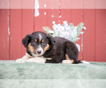 Puppy Gerdie Border Collie-English Shepherd Mix