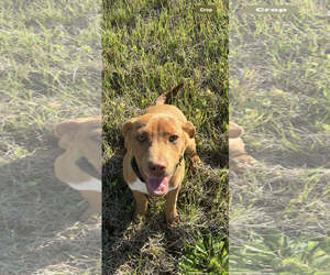 Mutt Dogs for adoption in Hillsboro, NH, USA