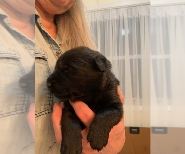 Medium Photo #2 German Shepherd Dog Puppy For Sale in BOKOSHE, OK, USA