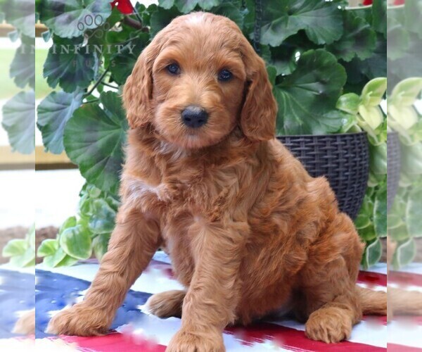 Medium Photo #3 Goldendoodle Puppy For Sale in RONKS, PA, USA