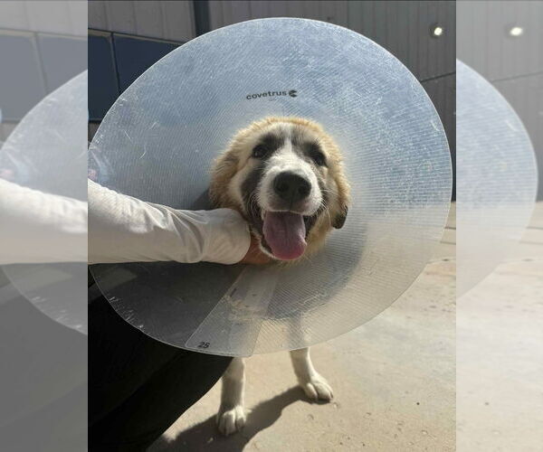 Medium Photo #2 Great Pyrenees-Unknown Mix Puppy For Sale in Lakewood, CO, USA