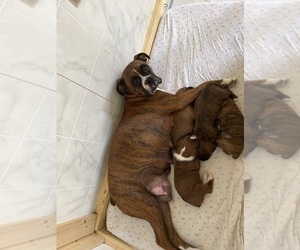 Mother of the Boxer puppies born on 04/02/2023