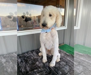 Poodle (Standard) Dogs for adoption in BREMEN, AL, USA