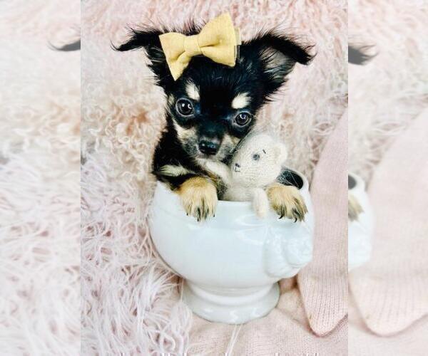 Medium Photo #17 Chihuahua Puppy For Sale in NAPLES, FL, USA