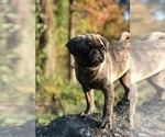 Small Photo #5 Pug Puppy For Sale in CANTON, CT, USA