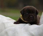 Puppy Mocha Labrador Retriever