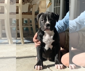 American Bulldog Puppy for sale in COLUMBIA, KY, USA