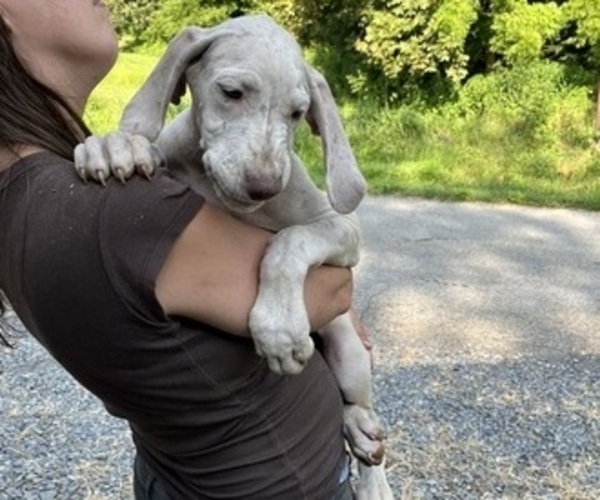 Medium Photo #18 Great Dane Puppy For Sale in SPRAGGS, PA, USA