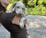 Small Photo #71 Great Dane Puppy For Sale in SPRAGGS, PA, USA