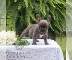 Small #3 French Bulldog