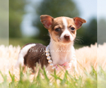 Image preview for Ad Listing. Nickname: Litter of 18
