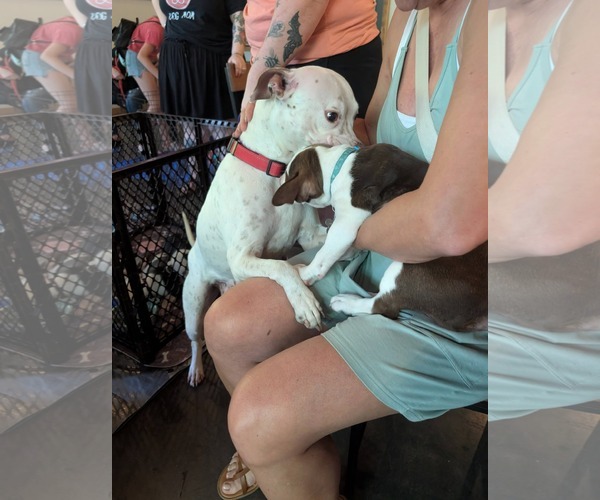 Medium Photo #12 Boxer-Mastiff Mix Puppy For Sale in Holly Springs, NC, USA
