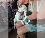 Small #11 Boxer-Mastiff Mix