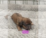Small Photo #28 Puggle-Shih Tzu Mix Puppy For Sale in NEW YORK MILLS, MN, USA