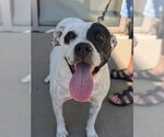 Small #1 American Pit Bull Terrier Mix