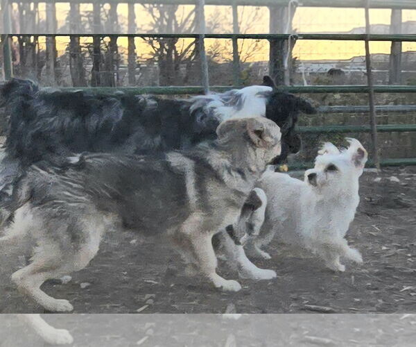 Medium Photo #3 Mutt Puppy For Sale in Peralta, NM, USA