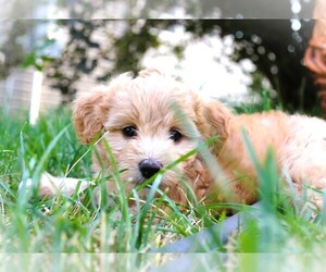 Aussie-Poo Puppy for sale in BELLE PLAINE, MN, USA