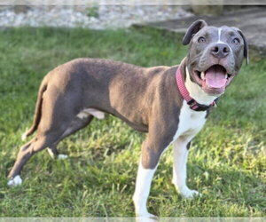 Hei Hei - Male American Pit Bull Terrier-Unknown Mix Dog for Adoption - Photo #3