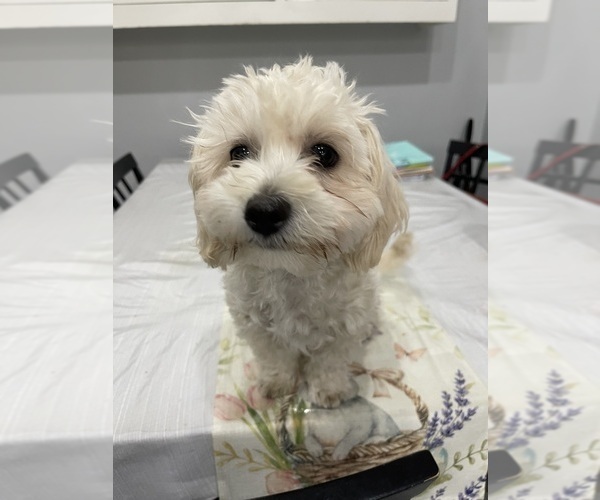Medium Photo #5 Maltipoo (Miniature) Puppy For Sale in PALMDALE, CA, USA