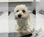 Small #4 Maltipoo (Miniature)
