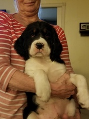 English Springer Spaniel Puppy for sale in GERMANTOWN, TN, USA