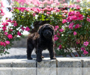 Medium Miniature Australian Shepherd-Poodle (Toy) Mix