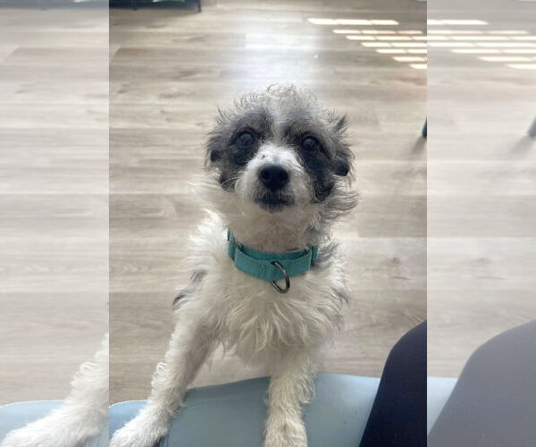 Medium Photo #1 Jack Russell Terrier-Unknown Mix Puppy For Sale in Arlington, VA, USA