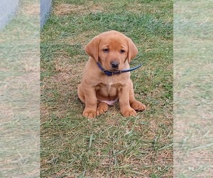 Labrador Retriever Puppy for sale in MC GAHEYSVILLE, VA, USA