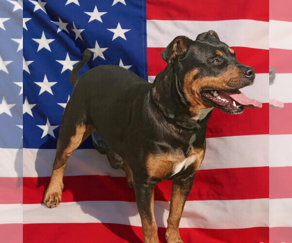 Medium Photo #11 Rottweiler-Unknown Mix Puppy For Sale in Talladega, AL, USA