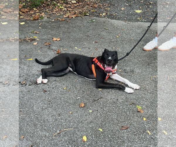 Medium Photo #10 Mutt Puppy For Sale in Alexandria, VA, USA