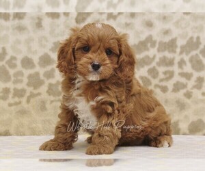 Cavapoo Puppy for sale in DENVER, PA, USA