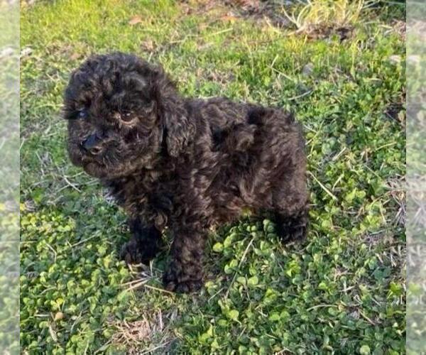 Medium Photo #9 Poodle (Toy) Puppy For Sale in NAPLES, FL, USA