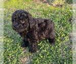 Small #8 Poodle (Toy)