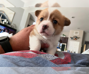 Pembroke Welsh Corgi Puppy for sale in LAKE ELSINORE, CA, USA