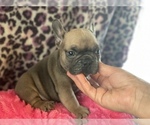 Small Photo #5 French Bulldog Puppy For Sale in HAMDEN, CT, USA