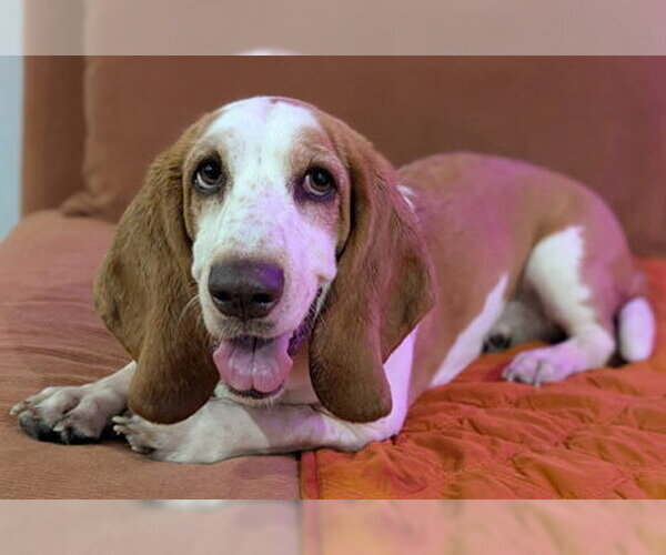 Medium Photo #9 Basset Hound Puppy For Sale in Deepwater, NJ, USA