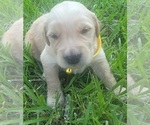 Small Photo #7 Golden Retriever Puppy For Sale in EDOM, TX, USA