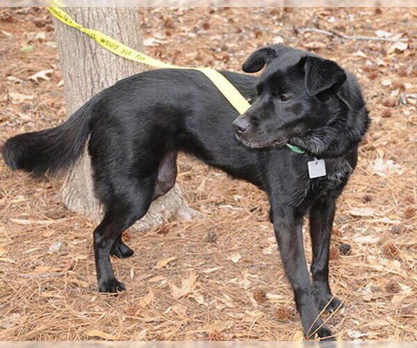 Medium Photo #5 Colonial Cocker Spaniel-Unknown Mix Puppy For Sale in Lake Wylie, SC, USA
