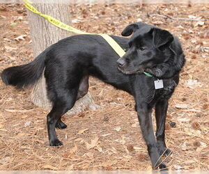 Nyla - Female Colonial Cocker Spaniel-Unknown Mix Dog for Adoption - Photo #5
