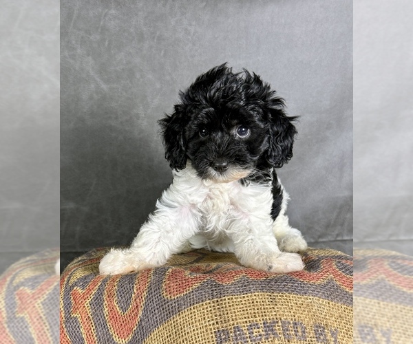 Medium Photo #7 Maltipoo (Toy) Puppy For Sale in OCALA, FL, USA