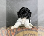 Small #6 Maltipoo (Toy)