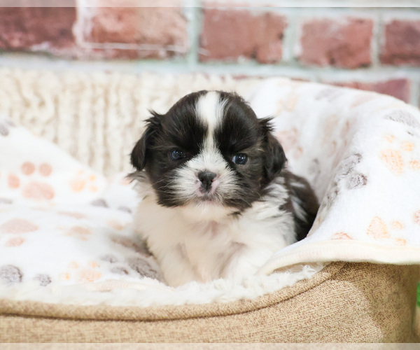 Medium Photo #7 Shih Tzu Puppy For Sale in SYRACUSE, IN, USA