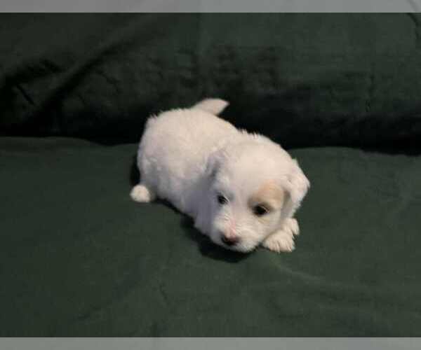 Medium Photo #2 Coton de Tulear Puppy For Sale in TIMBER, OR, USA