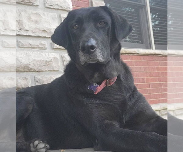 Medium Photo #1 Labrador Retriever-Unknown Mix Puppy For Sale in Brooklyn Center, MN, USA