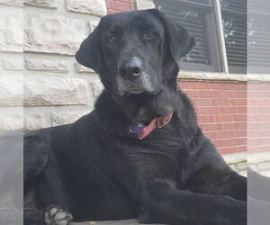 Labrador Retriever-Unknown Mix Dogs for adoption in Brooklyn Center, MN, USA