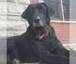Small Labrador Retriever Mix