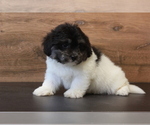 Puppy Rue Zuchon