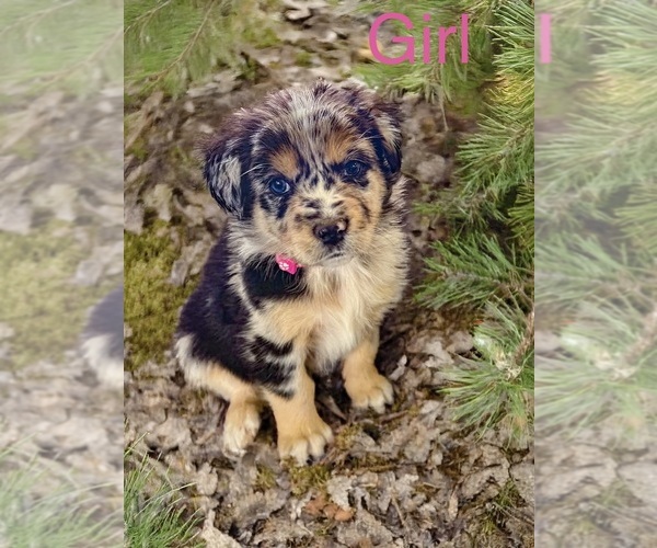 Medium Photo #11 Australian Shepherd Puppy For Sale in WILLIAMS, AZ, USA